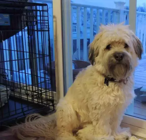 Ваша собака, как DogTV?