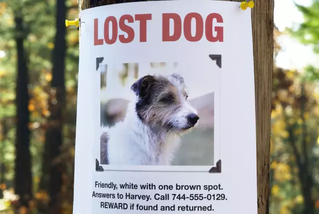 LA Lost-Dog ищет вирусов на социальных медиа с #FindTesla