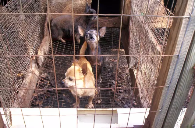 Puppy Mills запрещен в Ирландии