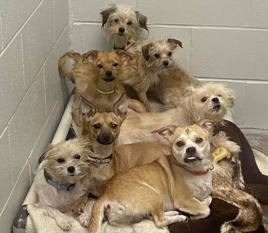 Ohio Humane Society спасает 61 собаку, забитую в микроавтобусе