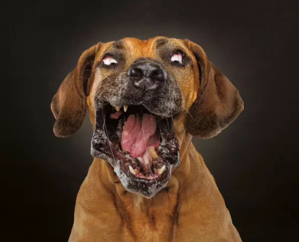 Возьмите ткань: собака, чьи ноги были взломаны, дает нам надежду