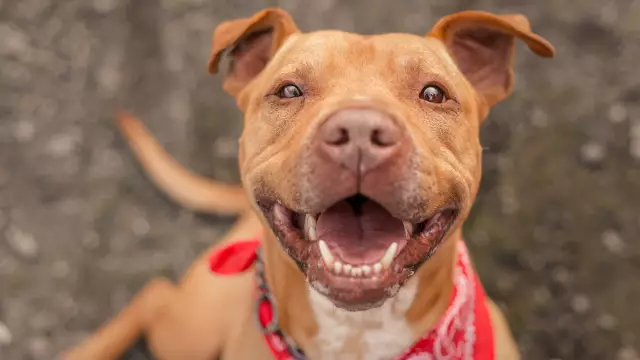 Pit Bull Mix назван Lucky Inherits Millions