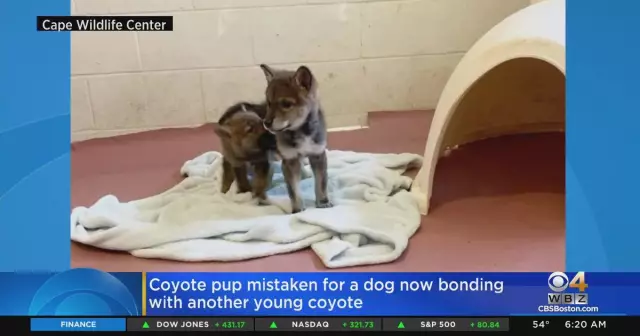 Собака, ошибочно принявшая участие в выпуске Coyote