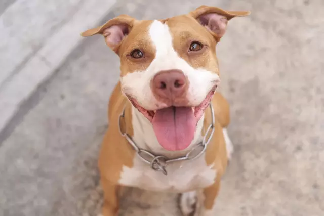 Pit Bull нуждается в дополнительной виагре