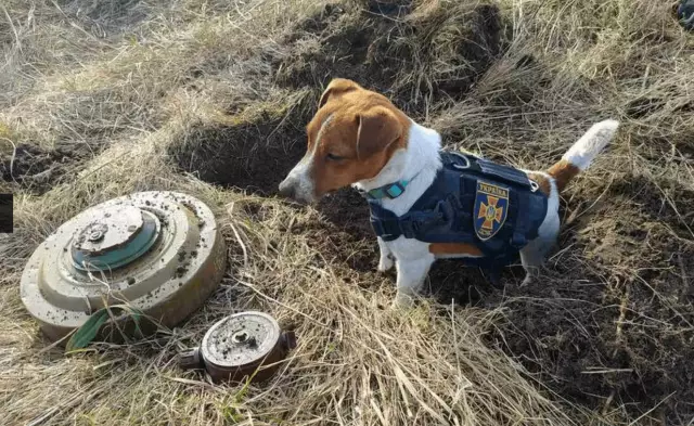 Bomb-Sniffing Dog Boo-Boos Сделайте новости