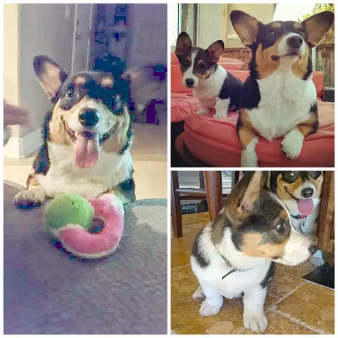 Смазливая Corgis Buddy и Nike нуждаются в доме