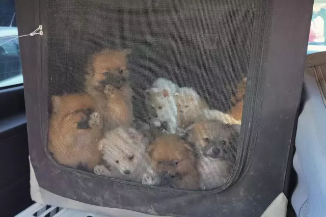 1500 щенков, ожидаемых с горы. Вернон Рейды