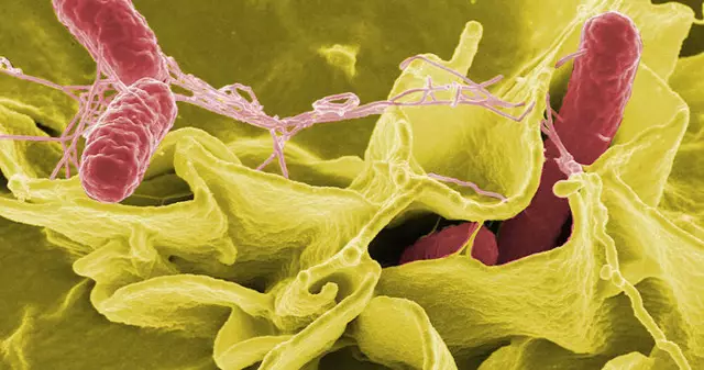 Еще два отзыва о лечении из-за сальмонеллы