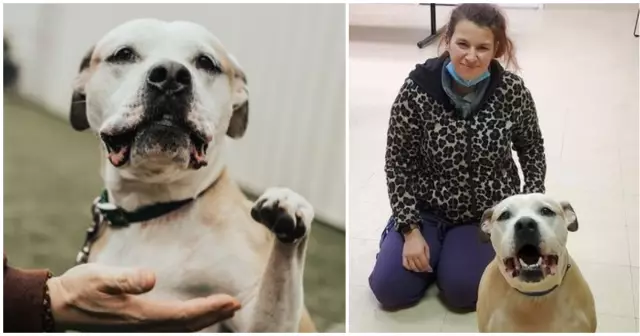 Награда за котенка, похищенного из гуманного общества