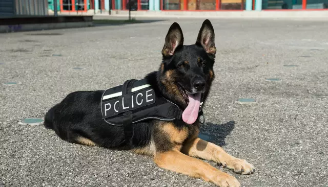 Выстрел из полиции полицией