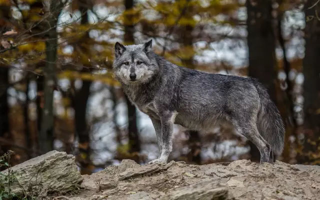 Органический отзыв Timberwolf