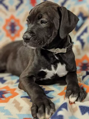 Alert NJ Puppy Broker позирует как спасение на Petfinder.com