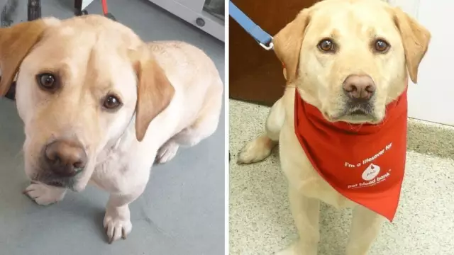 No Guide Dog для медленного ходунка