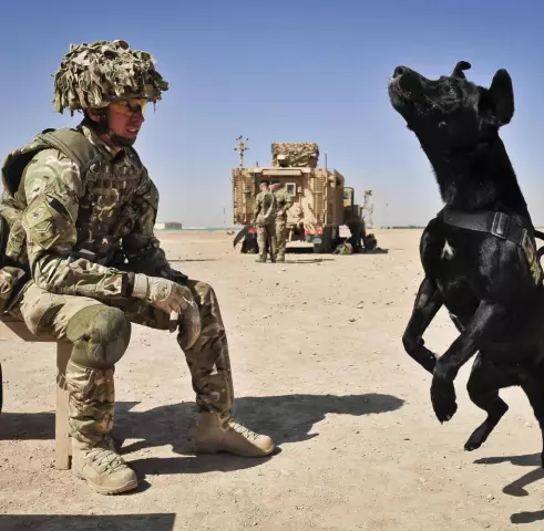 Британские морские пехотинцы спасают афганских собак, собаку Nowzad продолжают миссию