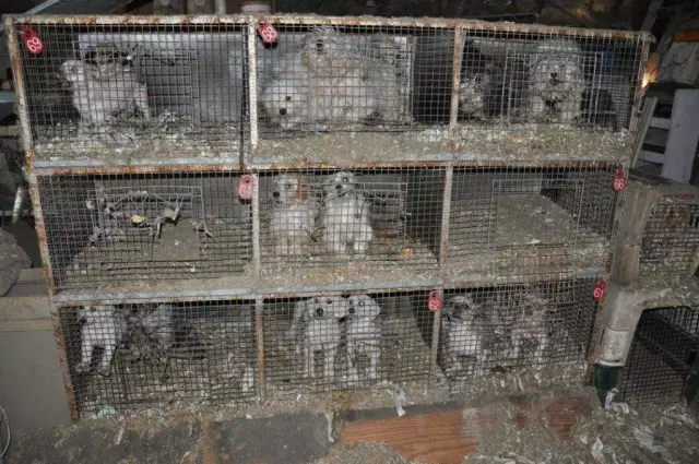 Суровая реальность Pennsylvania Puppy Mills