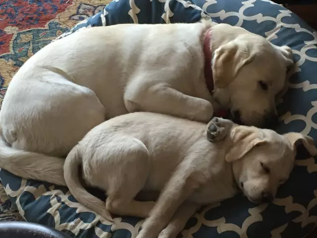 Группа компаний JodiDogs ищет
