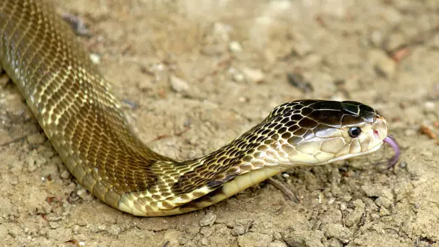 Спасите Руфуса! Щенок Бигль сталкивается с эвтаназией после укуса мальчика