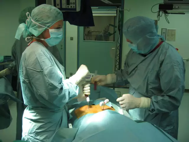 Трансплантация костного мозга, предложенная для собак