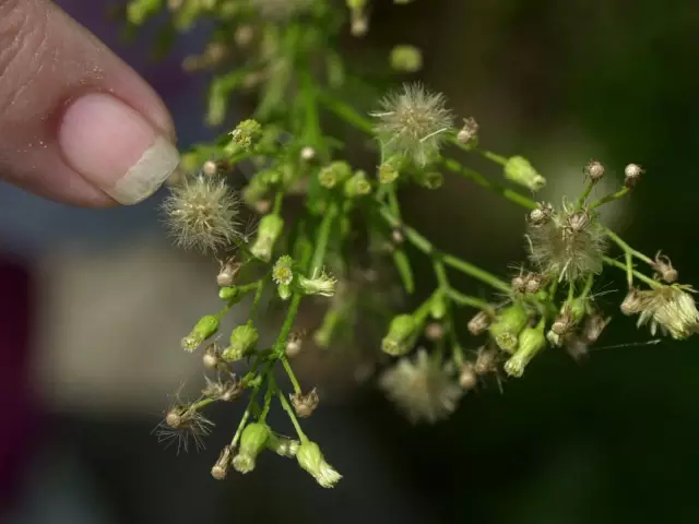 Исследование: Пойманные собаки дважды, как вероятно, будут агрессивными