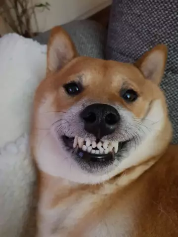 Toothy Dog Contests - Призовые призы