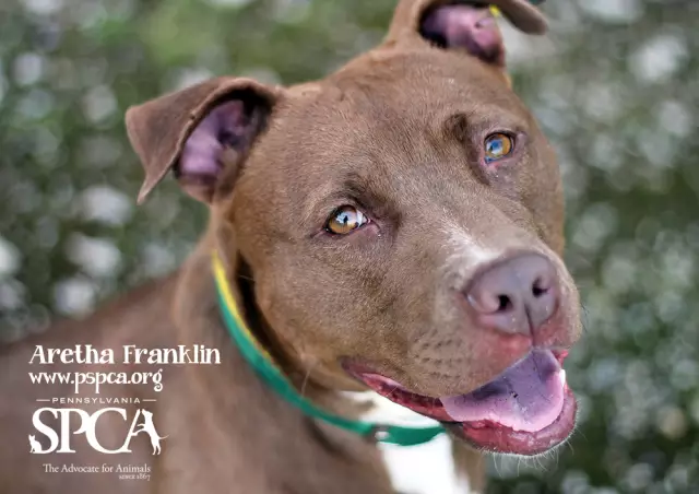 Пенсильвания SPCA открывает горячую линию для сообщения о злоупотреблении животными