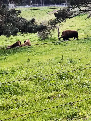 Baby Bison в Сан-Франциско Dead After Toy Breed Dog попадает в Paddock
