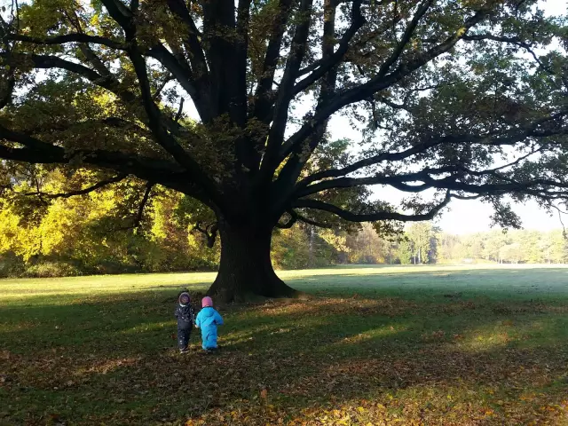 Бессловесный - скорее, без речи - среда