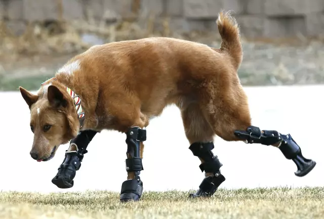 Bionic Dog: Naki'o процветает с четырьмя новыми протезными лапами
