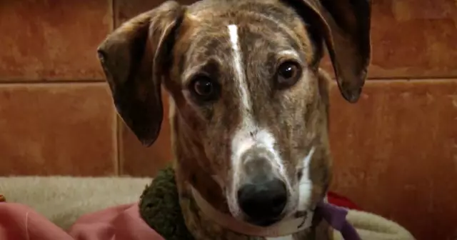 Еще один случай для уверенности в том, что собака действительно мертва