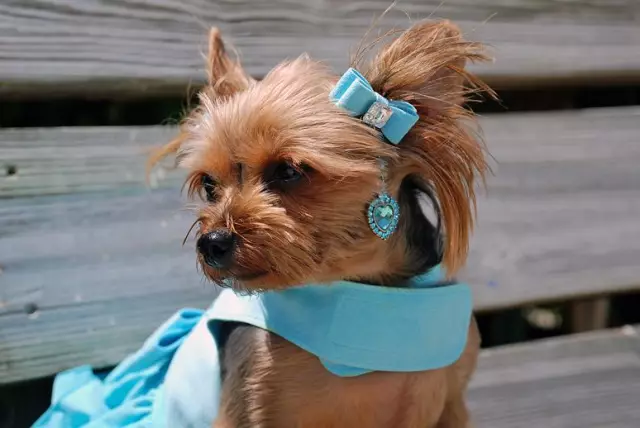 Бродячие мужские собаки в Индии