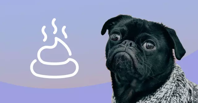 Президентская директива: совок пупа