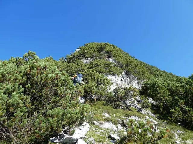 Копченые ветви костей: не совсем напоминание, но