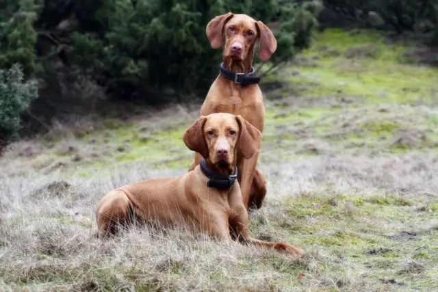 Калифорнийская охотничья собака снимает владельца в спину
