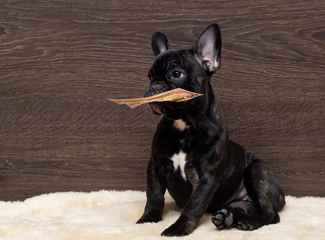 Билл для управления собакой