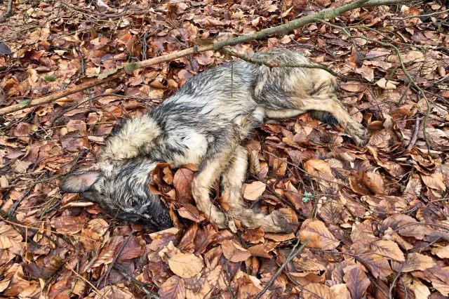 Мертвые собаки свалили по ручью
