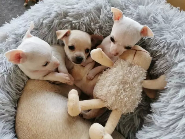 Получил Чистокровный?