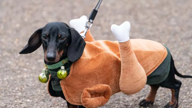 Минимизируйте тревогу фейерверков в домашних животных