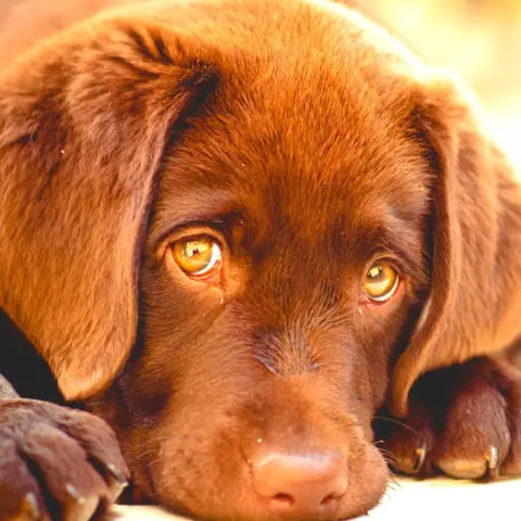 Сделайте это самим Doggy Exam