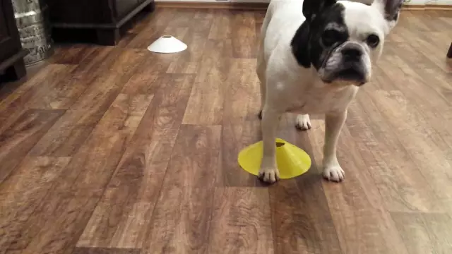 Travelodge, чтобы обеспечить посещение собачья собака