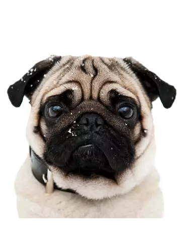 Конкурс «Добрый день собачьей собаки» PawSpot