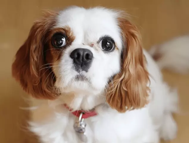 Калифорния собака исключает Dogcatcher в течение 5 месяцев