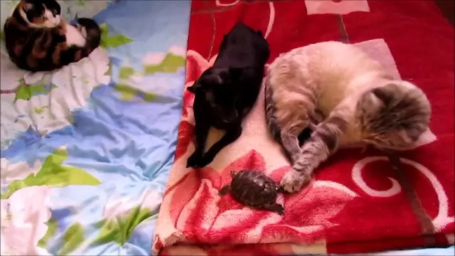 Тучные домашние животные