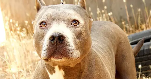 Собаки заслуживают лучшего лидерства Национальная цепь - Развяжите 50