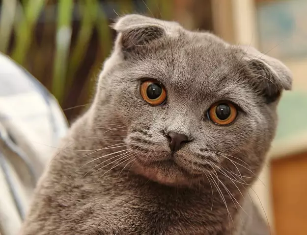 Британские ветеринары призывают к созданию Национального банка крови для собак