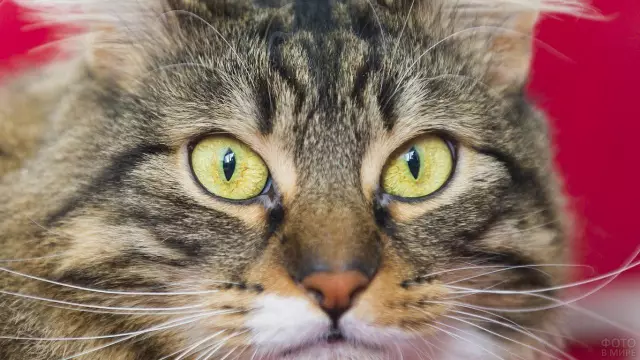 Кошки страдают от артрита больше, чем раньше