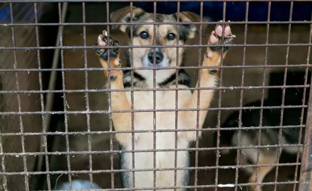 Пекинские протестующие осуждают убийство собак и новые правила