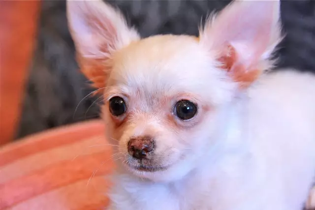 Сиэтл Чихуахуа Крикет бежит за золотом в гонке в Чикаго в Petco Unleashed в Сан-Диего