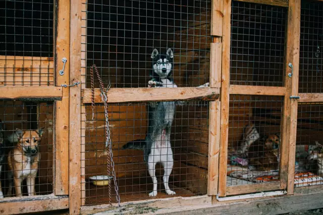 Индиана Женщина «сдалась», чтобы остаться в приюте для собак в сентябре