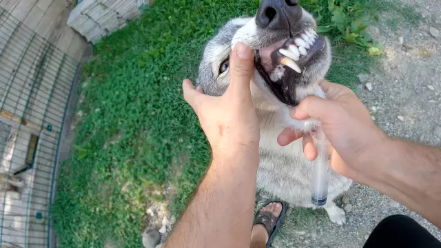 Майами K-9 Сотрудник Убийцы Собака-партнер в ярости