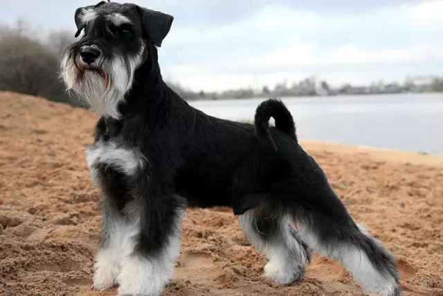 Китайские любители собак борются с правительственной жестокостью к собакам